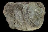 Plate Of Crinoids (Pentacrinites) - North Whitby, England #131986-1